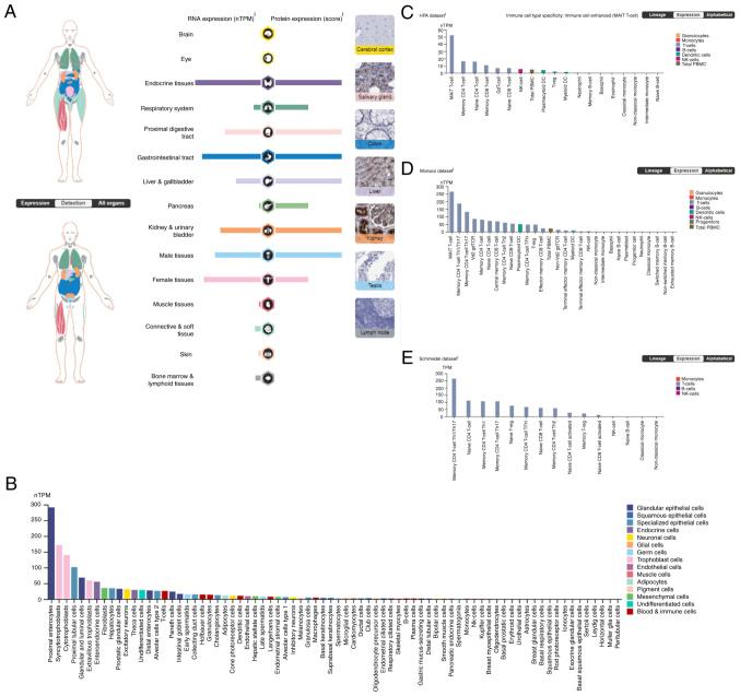 https://cdn.ncbi.nlm.nih.gov/pmc/blobs/edc2/9946808/13a2205f9a25/IJO-62-3-05489-g00.jpg
