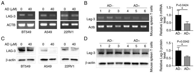 https://cdn.ncbi.nlm.nih.gov/pmc/blobs/edc2/9946808/ffa72b133a5f/IJO-62-3-05489-g10.jpg