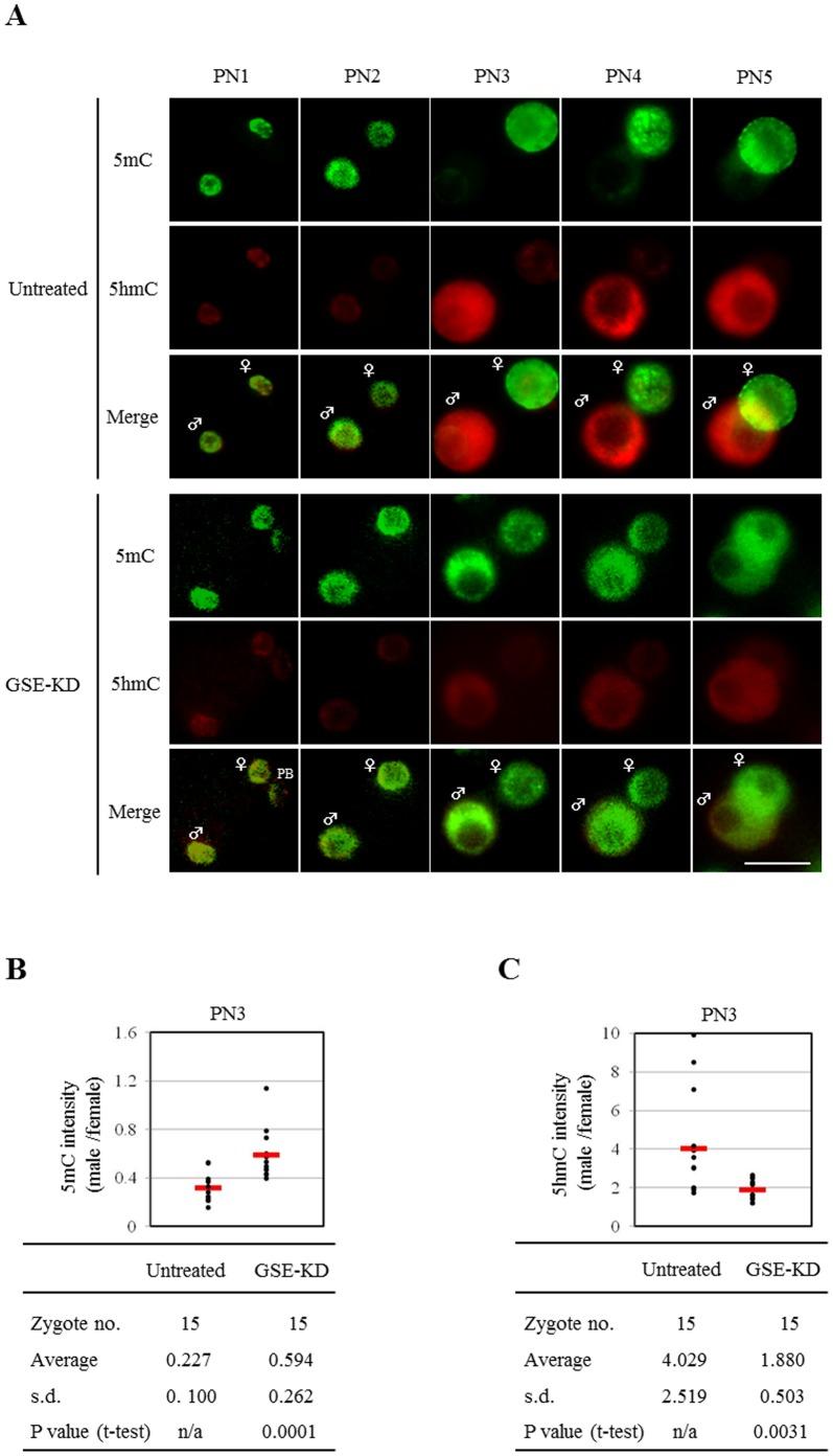 https://cdn.ncbi.nlm.nih.gov/pmc/blobs/edc5/3613368/d90051a27585/pone.0060205.g004.jpg