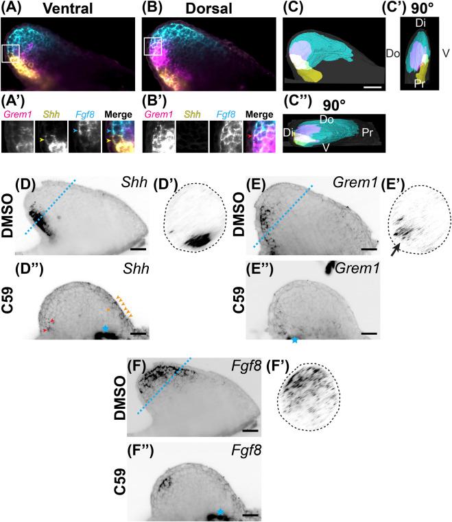 https://cdn.ncbi.nlm.nih.gov/pmc/blobs/edc5/9068880/966f39b9c0cf/fcell-10-814250-g004.jpg
