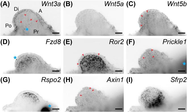 https://cdn.ncbi.nlm.nih.gov/pmc/blobs/edc5/9068880/fa78a50858e0/fcell-10-814250-g003.jpg