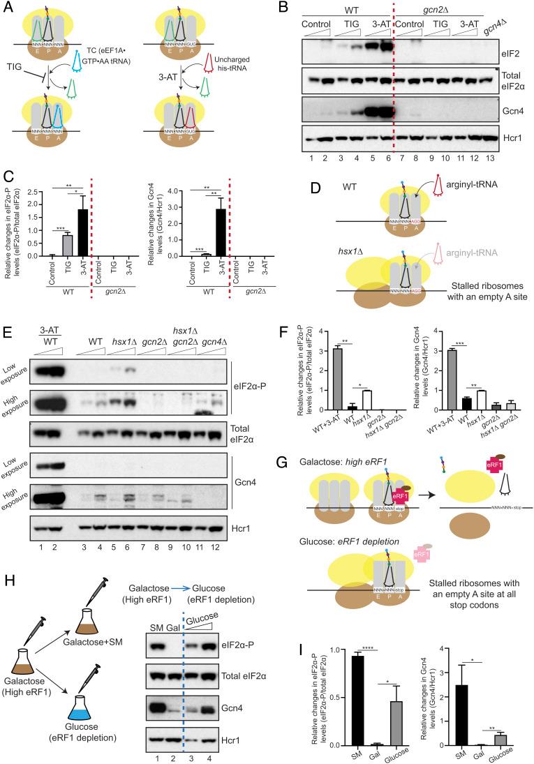 https://cdn.ncbi.nlm.nih.gov/pmc/blobs/edc7/10120022/17f3f9ec4dad/pnas.2300521120fig01.jpg