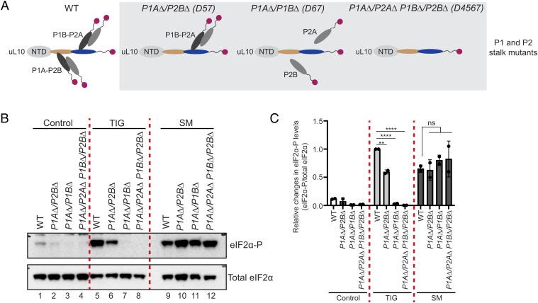 https://cdn.ncbi.nlm.nih.gov/pmc/blobs/edc7/10120022/975f91e8bcd5/pnas.2300521120fig04.jpg