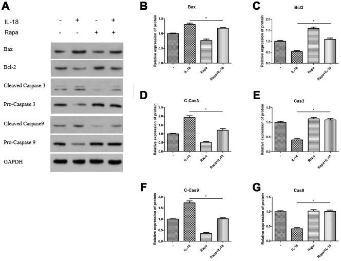 https://cdn.ncbi.nlm.nih.gov/pmc/blobs/edc7/7138594/091ba8f32895/aging-12-102937-g005.jpg