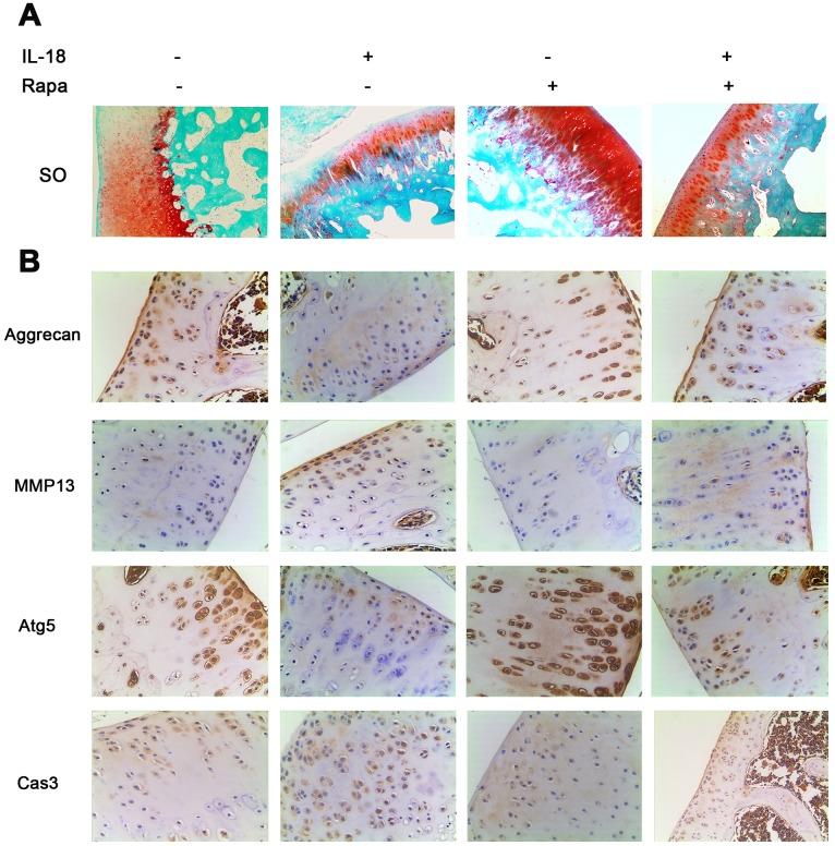 https://cdn.ncbi.nlm.nih.gov/pmc/blobs/edc7/7138594/3d1b2e9cb8a3/aging-12-102937-g008.jpg