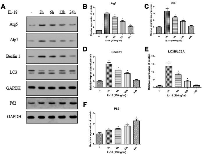 https://cdn.ncbi.nlm.nih.gov/pmc/blobs/edc7/7138594/664797e198e2/aging-12-102937-g003.jpg