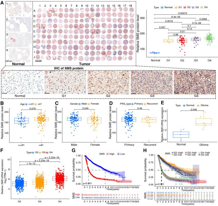 https://cdn.ncbi.nlm.nih.gov/pmc/blobs/edcb/12319057/f68dd4b9fd21/fonc-15-1517557-g008.jpg