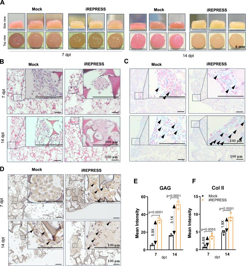 https://cdn.ncbi.nlm.nih.gov/pmc/blobs/edcc/11436717/07e4982f9888/41467_2024_52707_Fig5_HTML.jpg