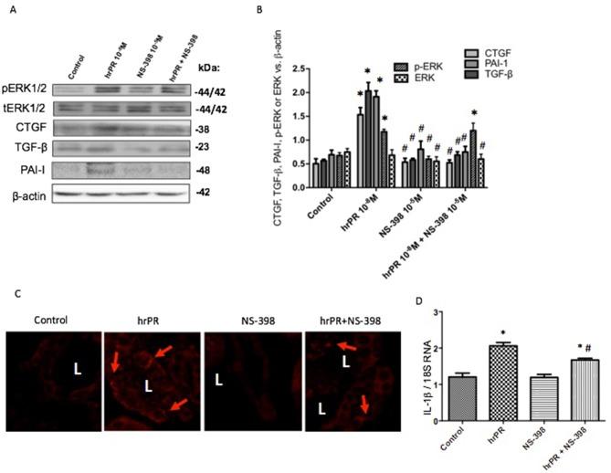 https://cdn.ncbi.nlm.nih.gov/pmc/blobs/edcc/6664006/478f07fd9549/fphar-10-00803-g007.jpg