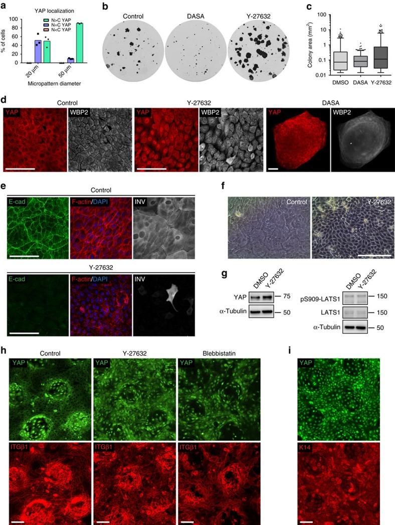 https://cdn.ncbi.nlm.nih.gov/pmc/blobs/edcd/5376649/2bd01e1a601d/ncomms14744-f7.jpg