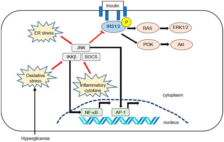 https://cdn.ncbi.nlm.nih.gov/pmc/blobs/edd2/7312931/aa93290301b0/ijms-21-03863-g001.jpg