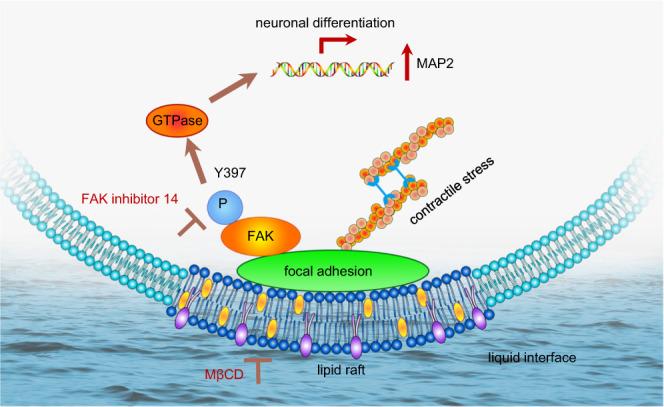 https://cdn.ncbi.nlm.nih.gov/pmc/blobs/edd5/9166733/035dc045ab7a/41467_2022_30622_Fig5_HTML.jpg