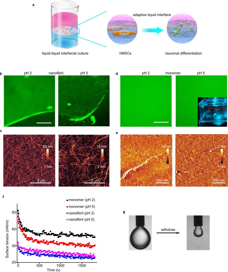 https://cdn.ncbi.nlm.nih.gov/pmc/blobs/edd5/9166733/1eb221d704d7/41467_2022_30622_Fig1_HTML.jpg