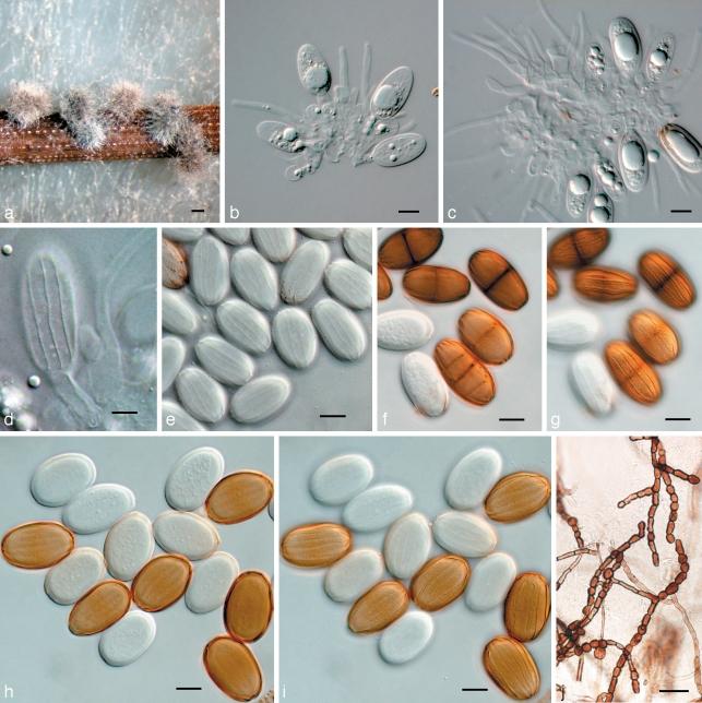 https://cdn.ncbi.nlm.nih.gov/pmc/blobs/edd8/2802722/04c66901a94a/per-23-1-g002.jpg