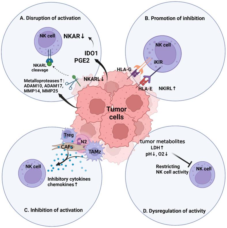 https://cdn.ncbi.nlm.nih.gov/pmc/blobs/edde/10706172/8fff9e6da167/cells-12-02750-g003.jpg