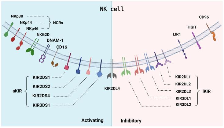 https://cdn.ncbi.nlm.nih.gov/pmc/blobs/edde/10706172/f46efe0d377c/cells-12-02750-g001.jpg