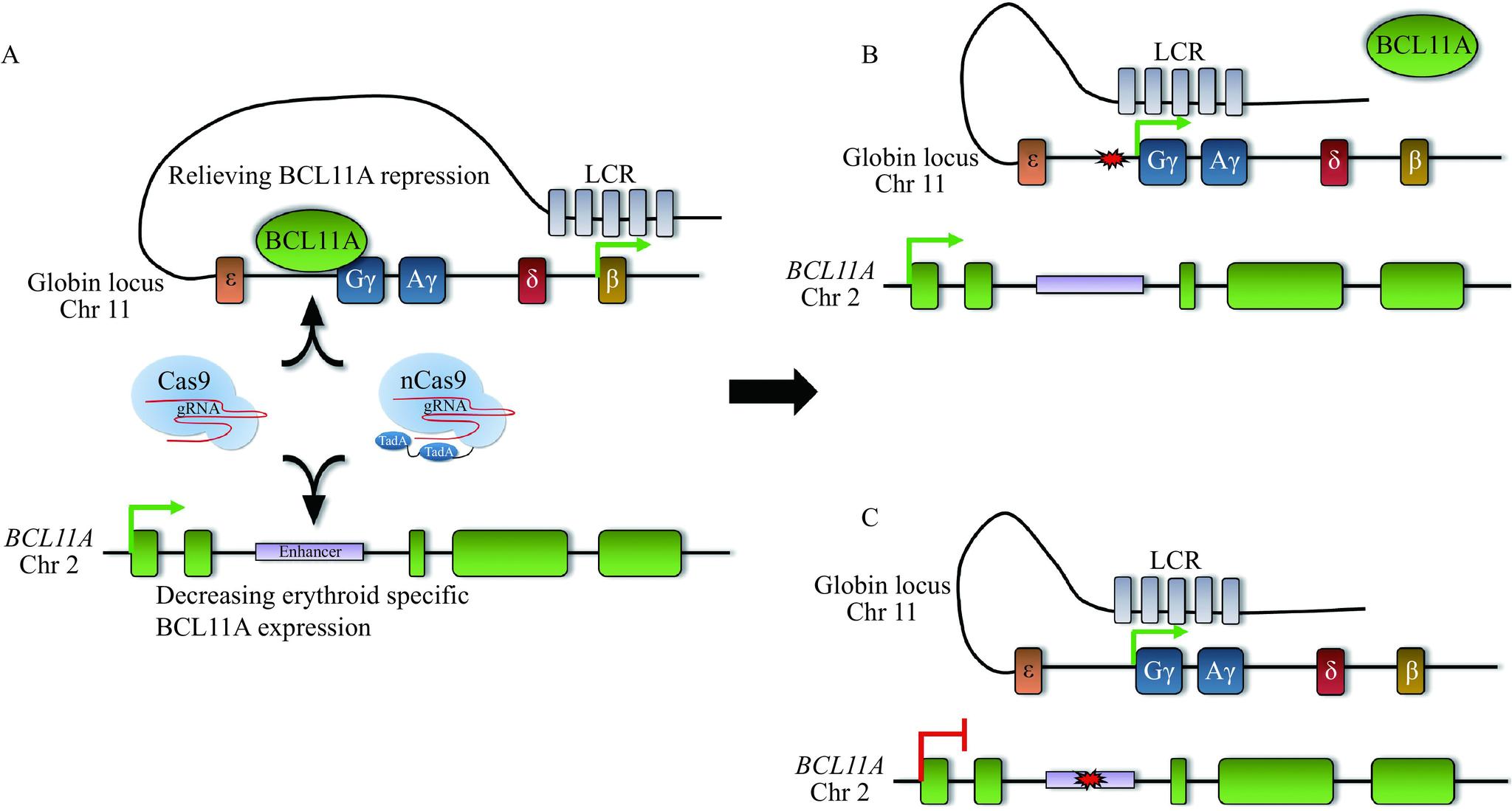 https://cdn.ncbi.nlm.nih.gov/pmc/blobs/edde/8038529/59a6978453ec/jbr-35-2-115-6.jpg