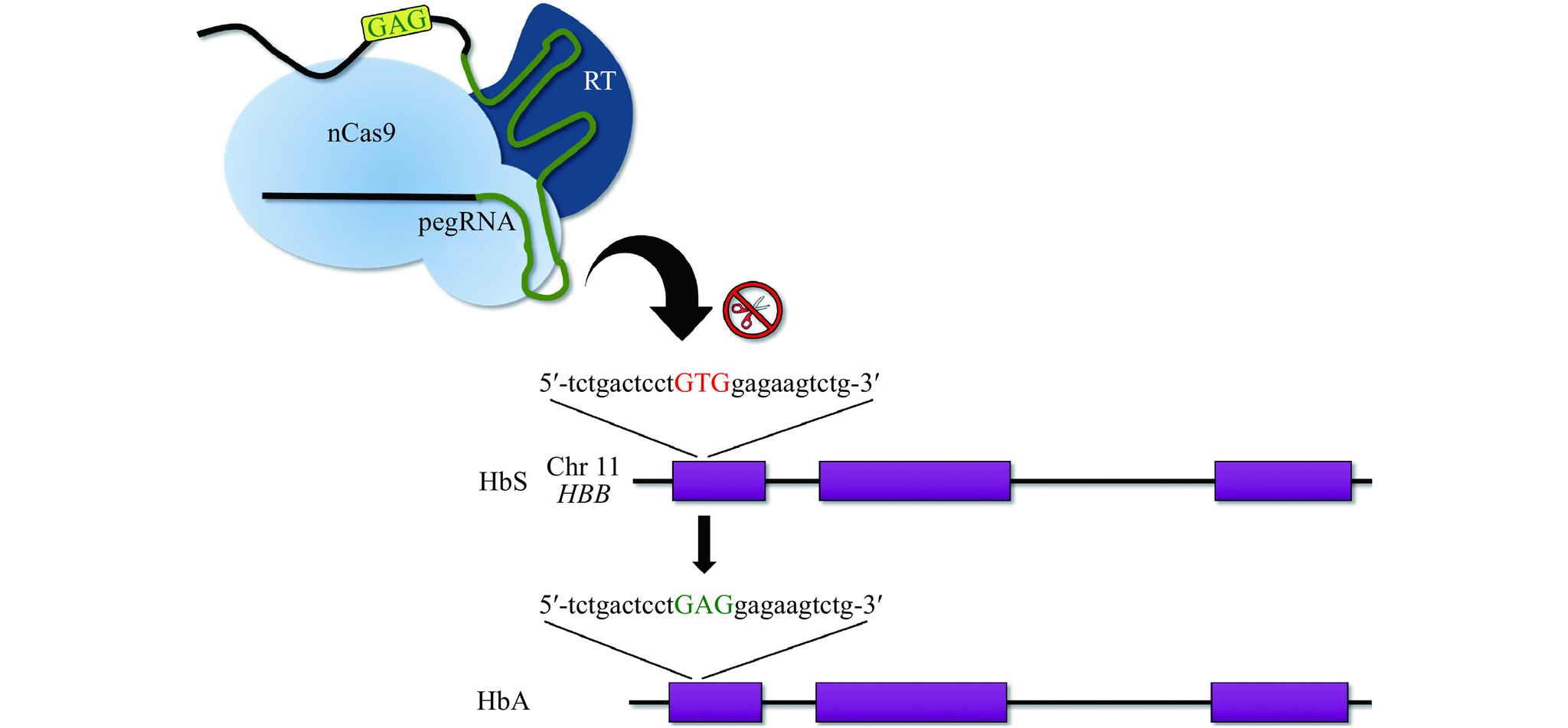 https://cdn.ncbi.nlm.nih.gov/pmc/blobs/edde/8038529/d0e910de87ec/jbr-35-2-115-5.jpg