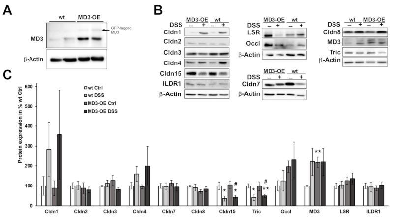 https://cdn.ncbi.nlm.nih.gov/pmc/blobs/ede0/9102383/680518b2bfd9/cells-11-01541-g005.jpg