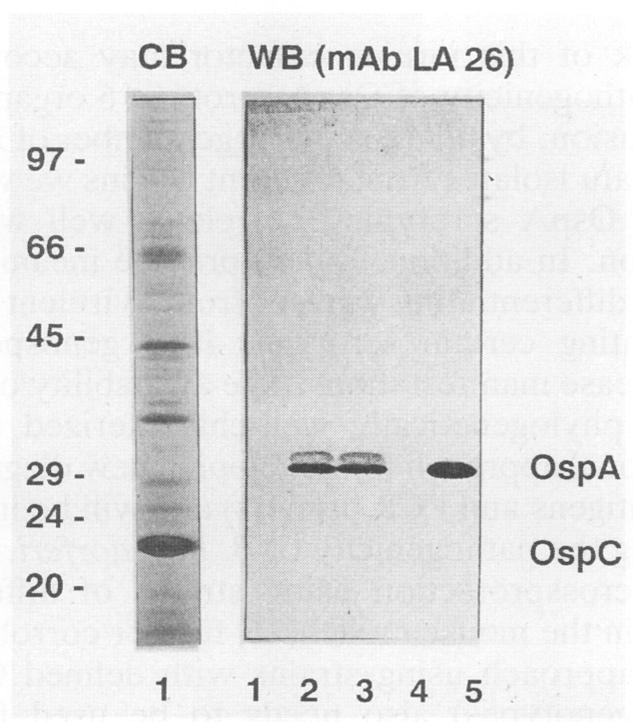 https://cdn.ncbi.nlm.nih.gov/pmc/blobs/ede1/262762/de4f2d9cc6e2/jcm00014-0187-a.jpg