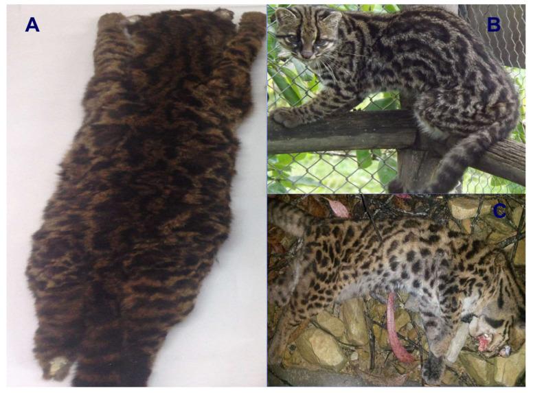 https://cdn.ncbi.nlm.nih.gov/pmc/blobs/ede2/12248488/14f6c967b4ce/animals-15-01891-g001.jpg