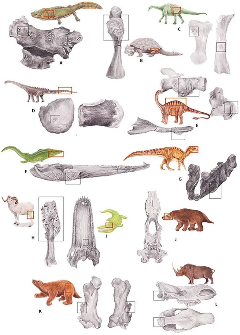 https://cdn.ncbi.nlm.nih.gov/pmc/blobs/ede3/11117314/5630dc7f1897/animals-14-01474-g002.jpg