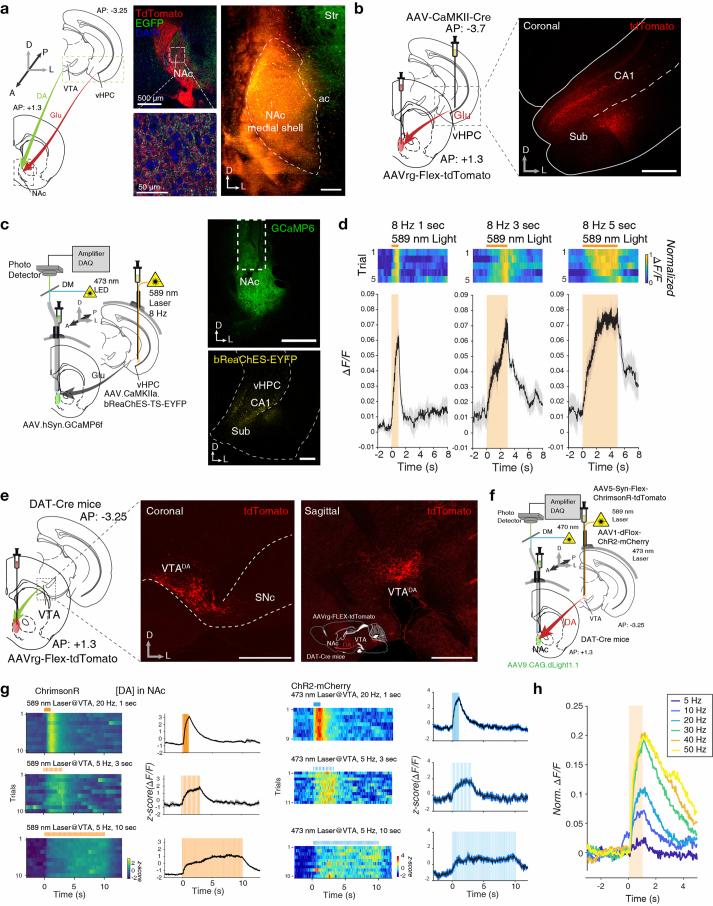 https://cdn.ncbi.nlm.nih.gov/pmc/blobs/ede3/11537966/2dc07b6ddce7/41593_2024_1770_Fig10_ESM.jpg