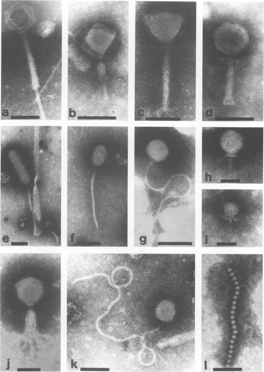 https://cdn.ncbi.nlm.nih.gov/pmc/blobs/ede3/202715/6641d2973f9e/aem00111-0335-a.jpg
