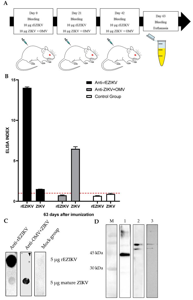 https://cdn.ncbi.nlm.nih.gov/pmc/blobs/ede8/10531330/84adad4d5b03/ijms-24-13955-g004a.jpg