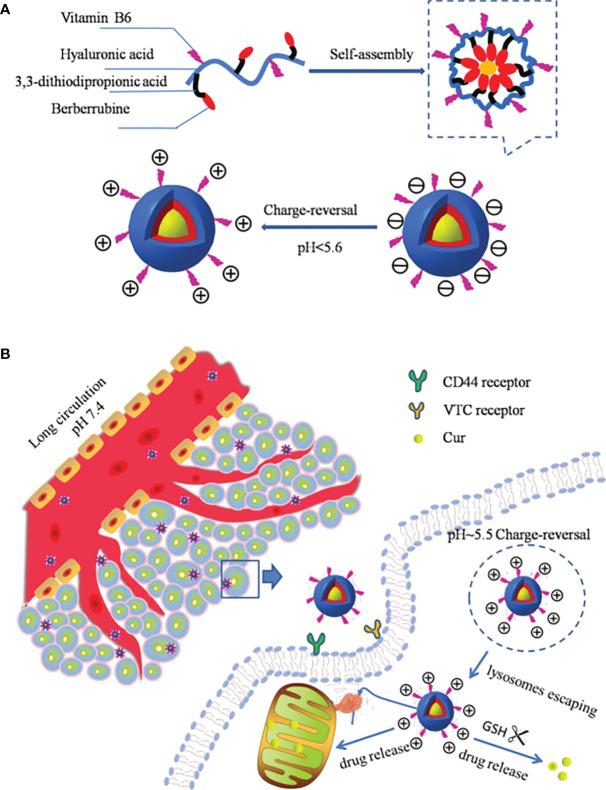 https://cdn.ncbi.nlm.nih.gov/pmc/blobs/edea/8980858/edb92dfc23ff/fonc-12-855019-g003.jpg