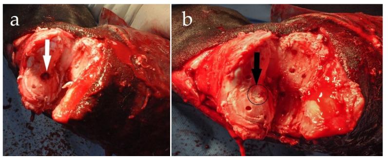 https://cdn.ncbi.nlm.nih.gov/pmc/blobs/edef/8066530/572f9d8a0804/animals-11-00948-g002.jpg