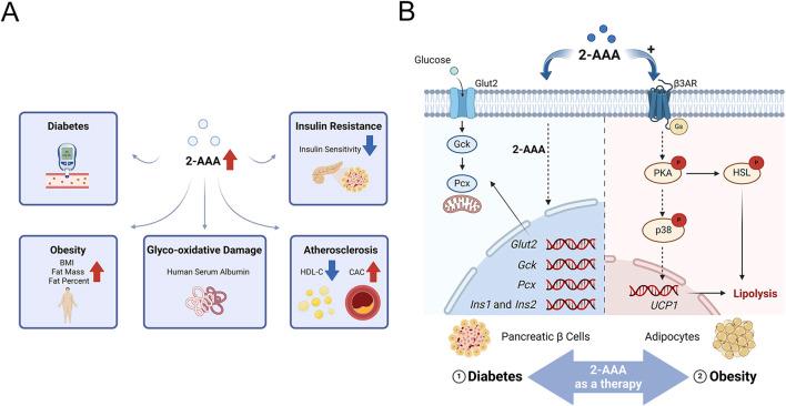 https://cdn.ncbi.nlm.nih.gov/pmc/blobs/edf2/12106402/4d6c40f8f088/fphar-16-1569020-g002.jpg