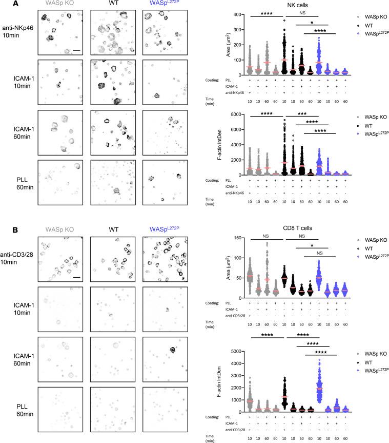 https://cdn.ncbi.nlm.nih.gov/pmc/blobs/edf4/8026198/9c17656fc70f/jciinsight-6-140273-g012.jpg