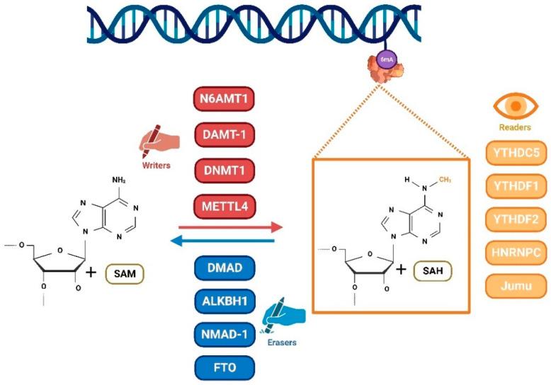 https://cdn.ncbi.nlm.nih.gov/pmc/blobs/edfe/10531503/969ba44213e5/ijms-24-13897-g001.jpg