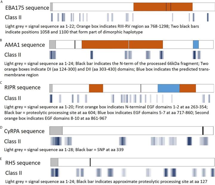 https://cdn.ncbi.nlm.nih.gov/pmc/blobs/ee08/8294059/33b116cfb859/fimmu-12-690348-g003.jpg
