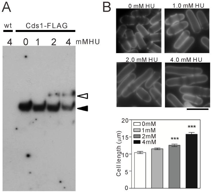 https://cdn.ncbi.nlm.nih.gov/pmc/blobs/ee09/4221157/41ab900b0498/pone.0111936.g001.jpg