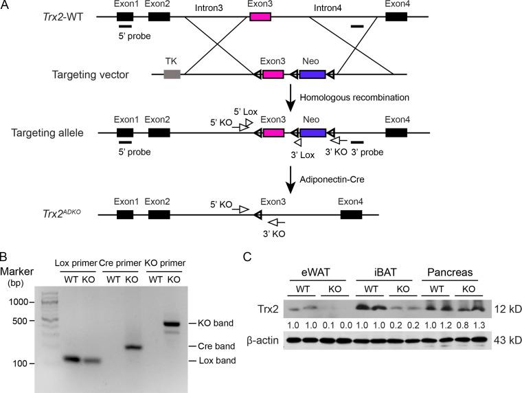 https://cdn.ncbi.nlm.nih.gov/pmc/blobs/ee0b/7927432/a86acce2dc30/JEM_20201416_FigS1.jpg