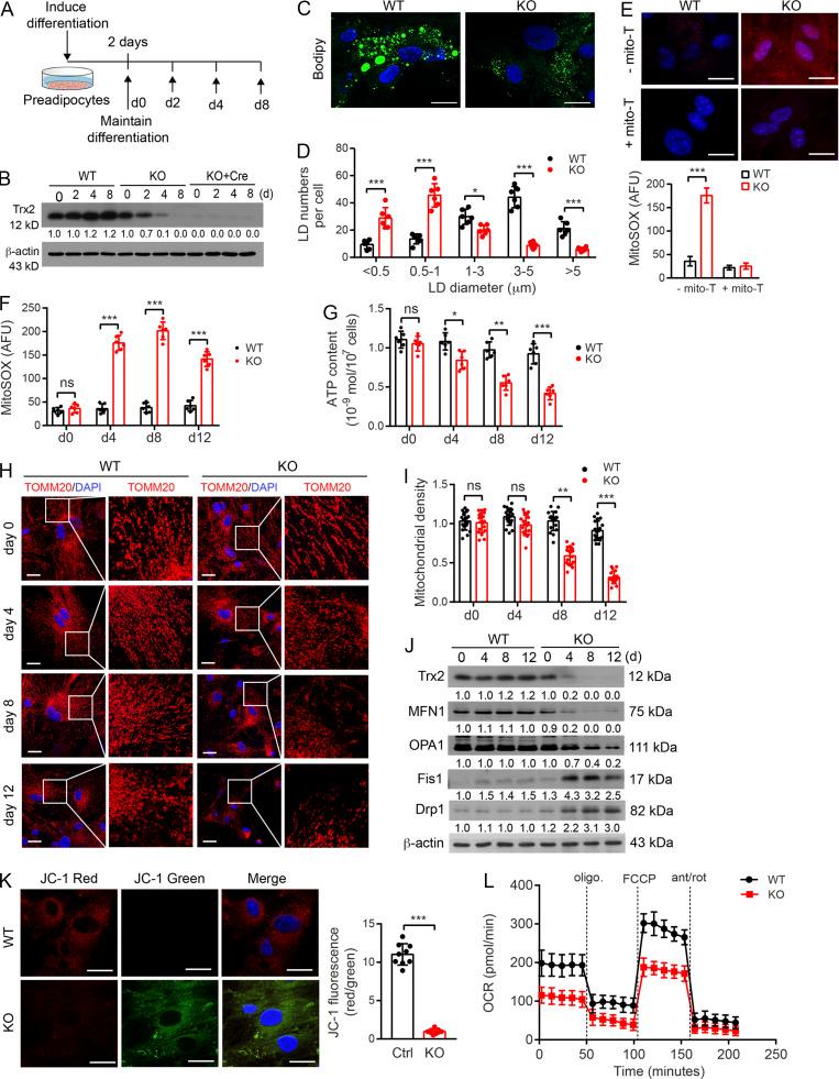 https://cdn.ncbi.nlm.nih.gov/pmc/blobs/ee0b/7927432/c33d75c9ec1d/JEM_20201416_FigS4.jpg