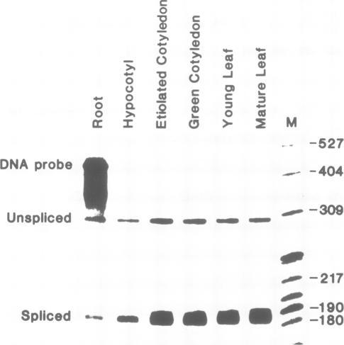 https://cdn.ncbi.nlm.nih.gov/pmc/blobs/ee0c/454824/88b498277359/emboj00148-0012-b.jpg