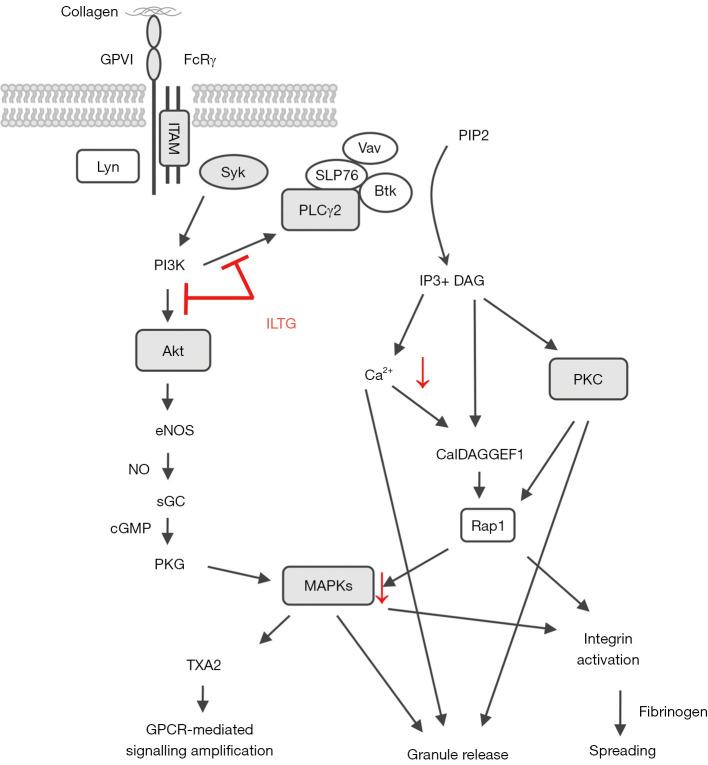 https://cdn.ncbi.nlm.nih.gov/pmc/blobs/ee0e/10113079/252ed218e9f6/atm-11-06-250-f5.jpg