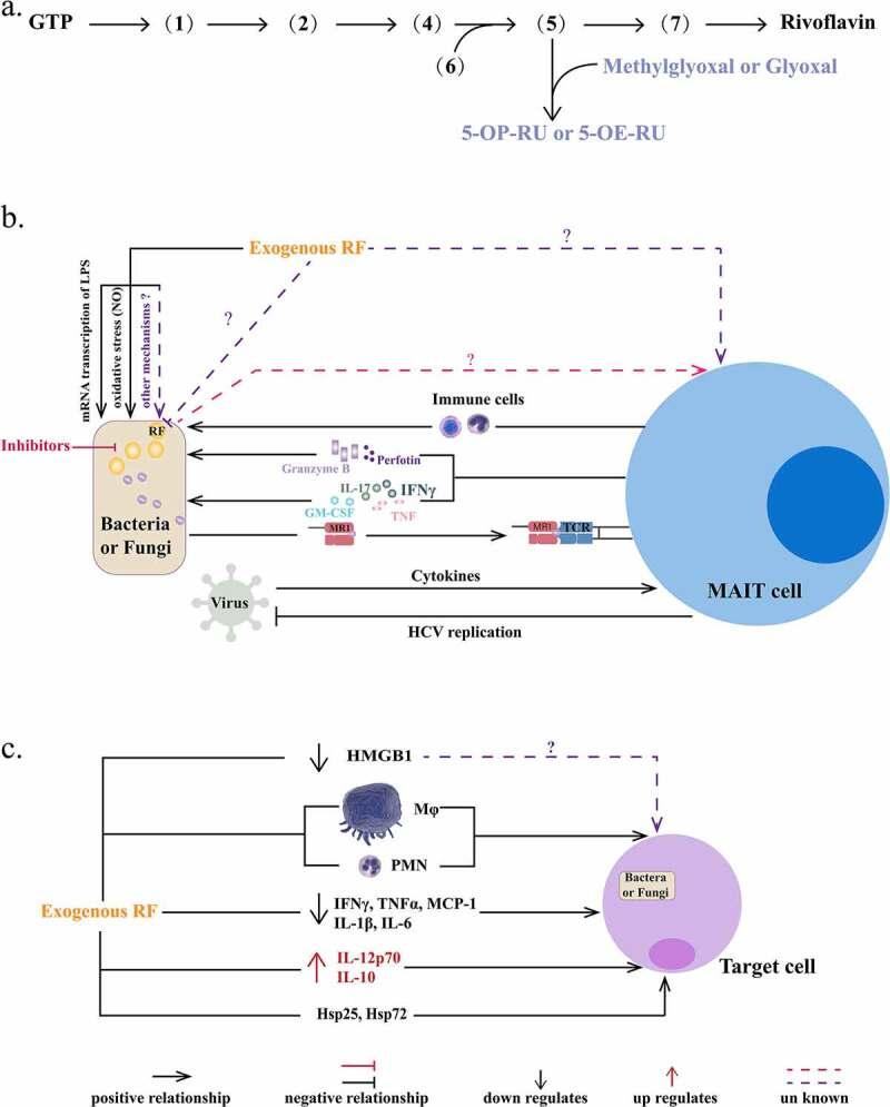 https://cdn.ncbi.nlm.nih.gov/pmc/blobs/ee11/8425684/1338fae67197/KVIR_A_1963909_F0002_OC.jpg