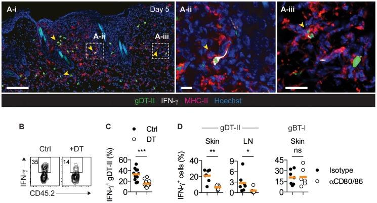 https://cdn.ncbi.nlm.nih.gov/pmc/blobs/ee12/4133397/962ecfbbd73c/ppat.1004303.g004.jpg