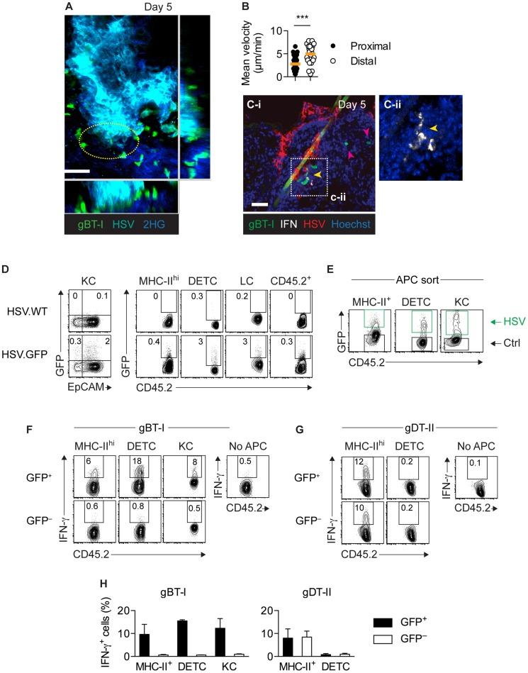 https://cdn.ncbi.nlm.nih.gov/pmc/blobs/ee12/4133397/b2b0918b19d5/ppat.1004303.g007.jpg