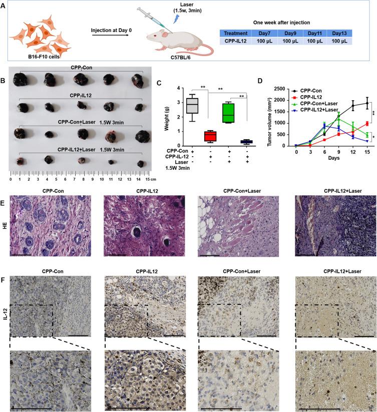 https://cdn.ncbi.nlm.nih.gov/pmc/blobs/ee14/10959451/2ed2eb143343/IJN-19-2755-g0003.jpg