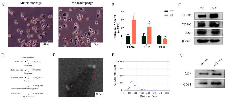 https://cdn.ncbi.nlm.nih.gov/pmc/blobs/ee16/10297043/dda620ba10b9/cimb-45-00314-g001.jpg