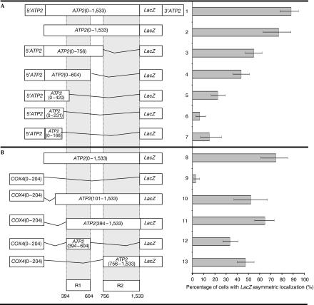 https://cdn.ncbi.nlm.nih.gov/pmc/blobs/ee17/2854591/6033d2702ed4/embor201017-f3.jpg