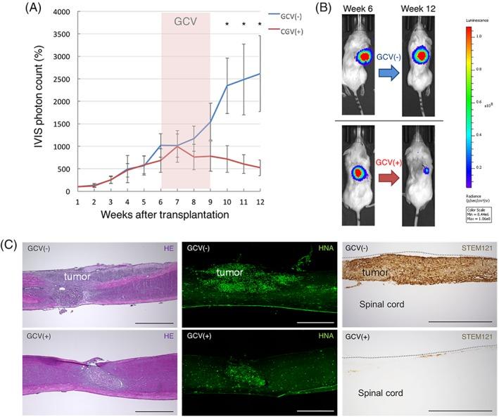 https://cdn.ncbi.nlm.nih.gov/pmc/blobs/ee17/6392358/8f148a988f10/SCT3-8-260-g004.jpg