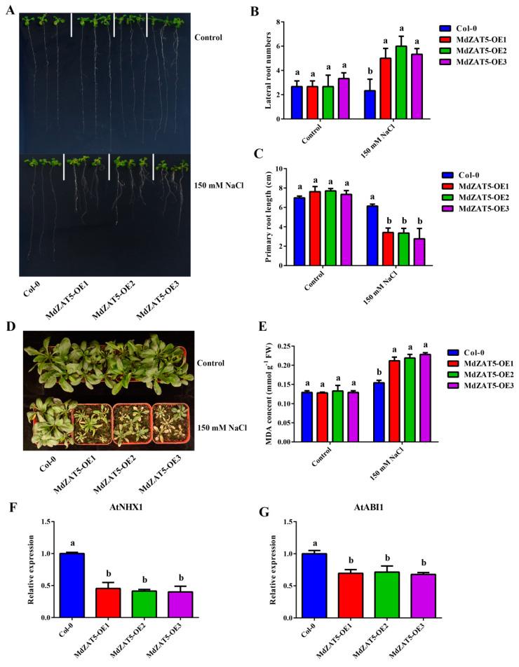 https://cdn.ncbi.nlm.nih.gov/pmc/blobs/ee18/8836528/17160adef57f/ijms-23-01897-g008.jpg