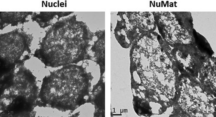 https://cdn.ncbi.nlm.nih.gov/pmc/blobs/ee19/9117923/daf34b78d427/gr4.jpg