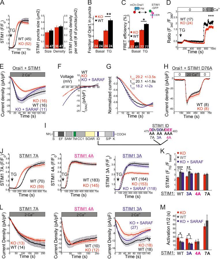 https://cdn.ncbi.nlm.nih.gov/pmc/blobs/ee1a/8562847/1a6c6acc91db/JCB_202104007_Fig4.jpg